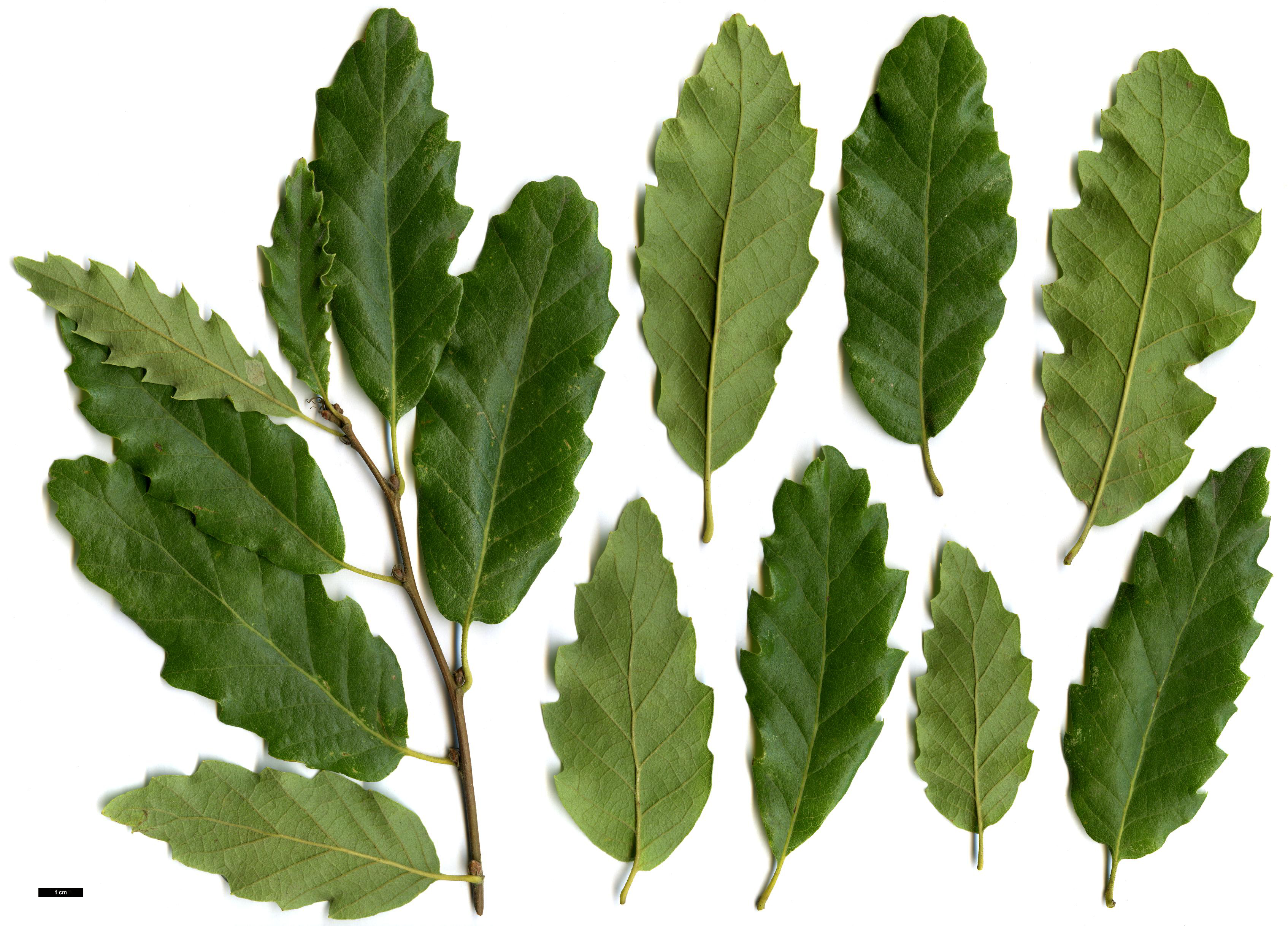 High resolution image: Family: Fagaceae - Genus: Quercus - Taxon: ×libanerris (Q.cerris × Q.libani)